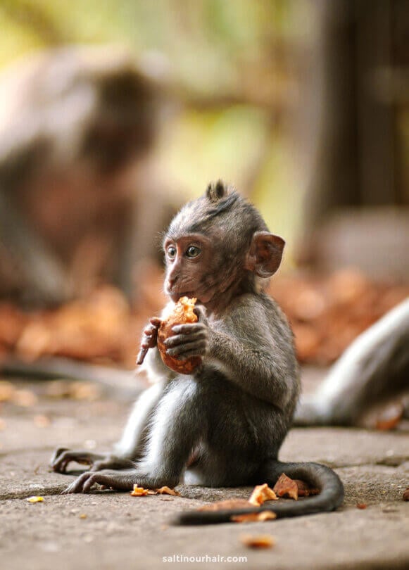 Ubud Monkey Forest Complete Guide Bali S Sacred Sanctuary