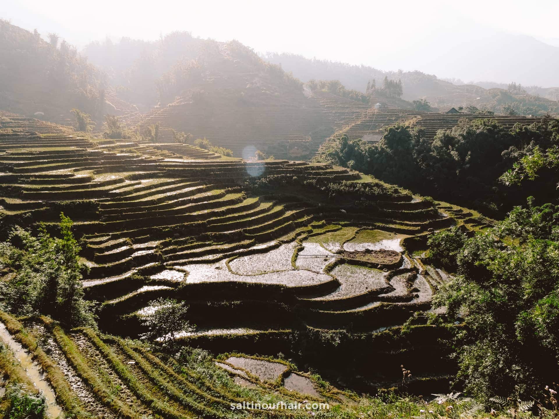 things to do in Vietnam Ricefields sapa