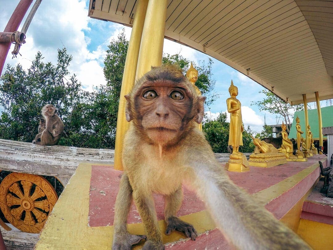 Monkey selfie gopro tiger cave temple