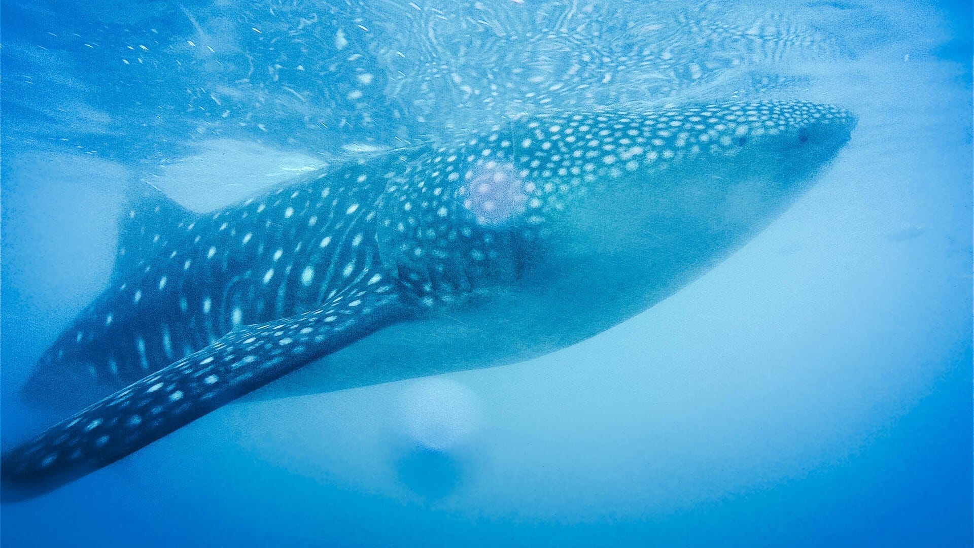 swimming with whale sharks cebu philippines
