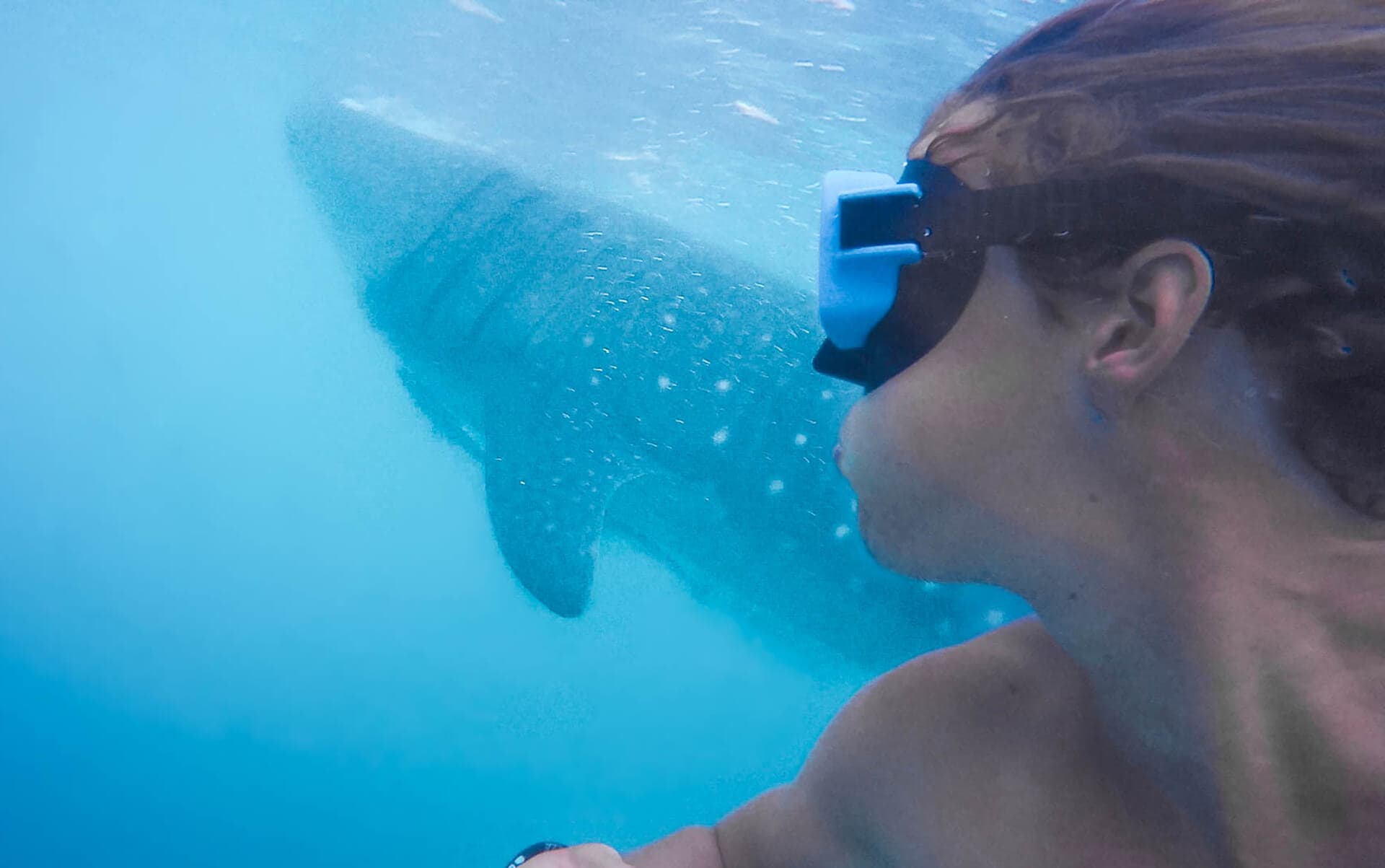 whale sharks philippines