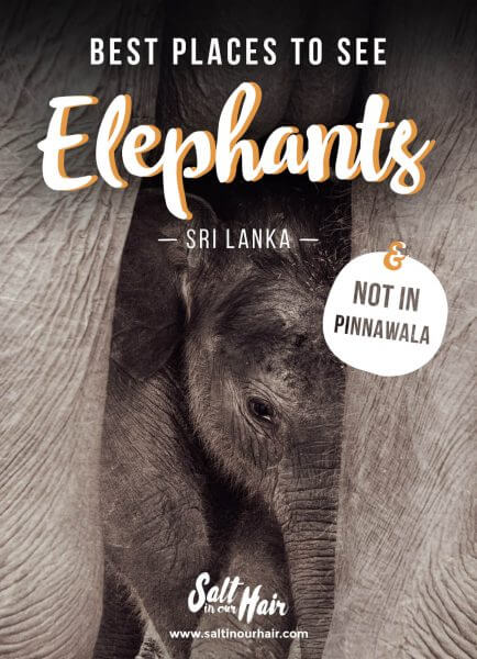 Where to see Elephants in Sri Lanka (avoid Pinnawala!)