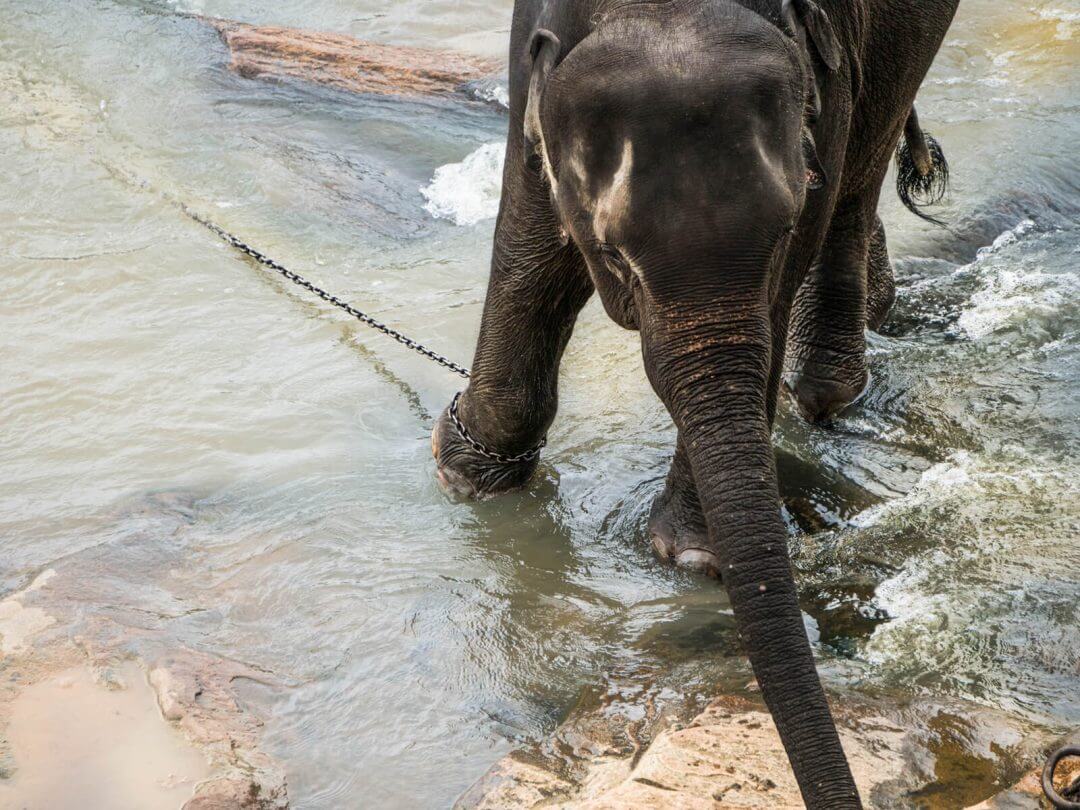 elephants in sri lanka pinnawala chain