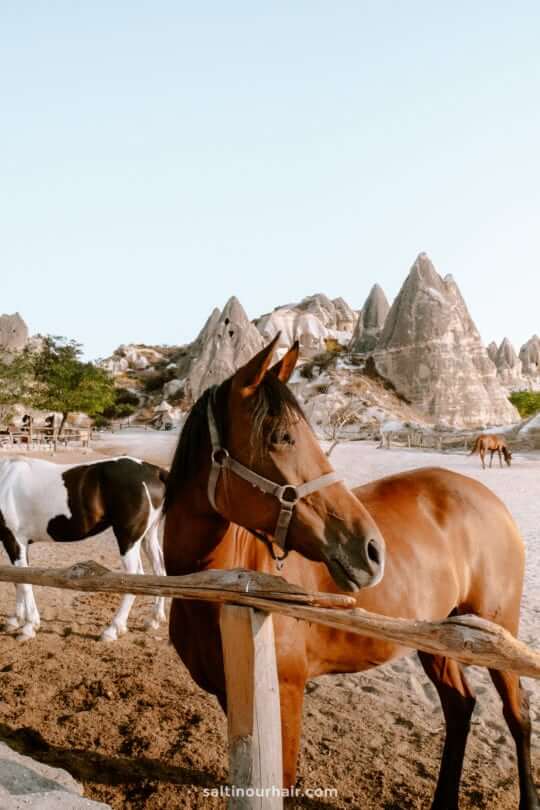 cappadocia horse riding sunset