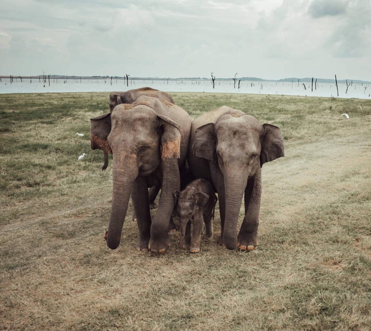 Kaudulla National Park: See Elephants On A Safari In Sri Lanka