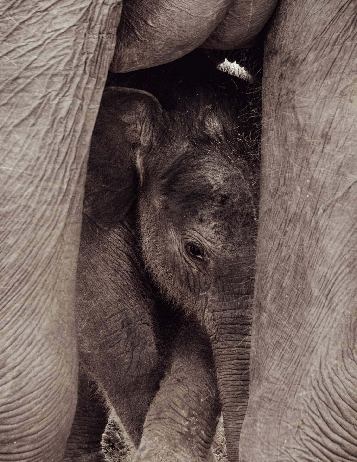 kaudulla national park sri lanka baby elephant
