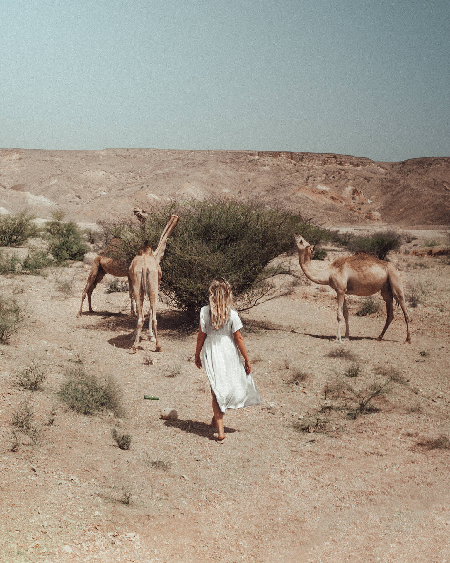 oman rondreis roadtrip kamelen