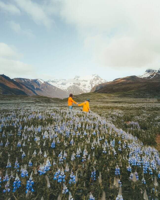 iceland route guide flower field lupine