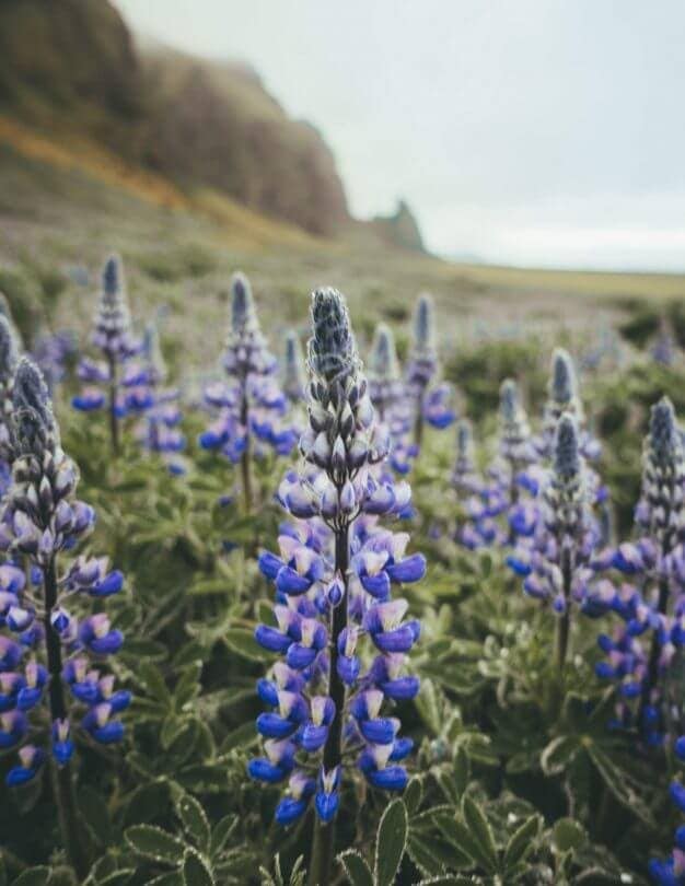 iceland route guide Vik lupine