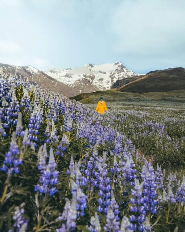 things to do iceland lupine field