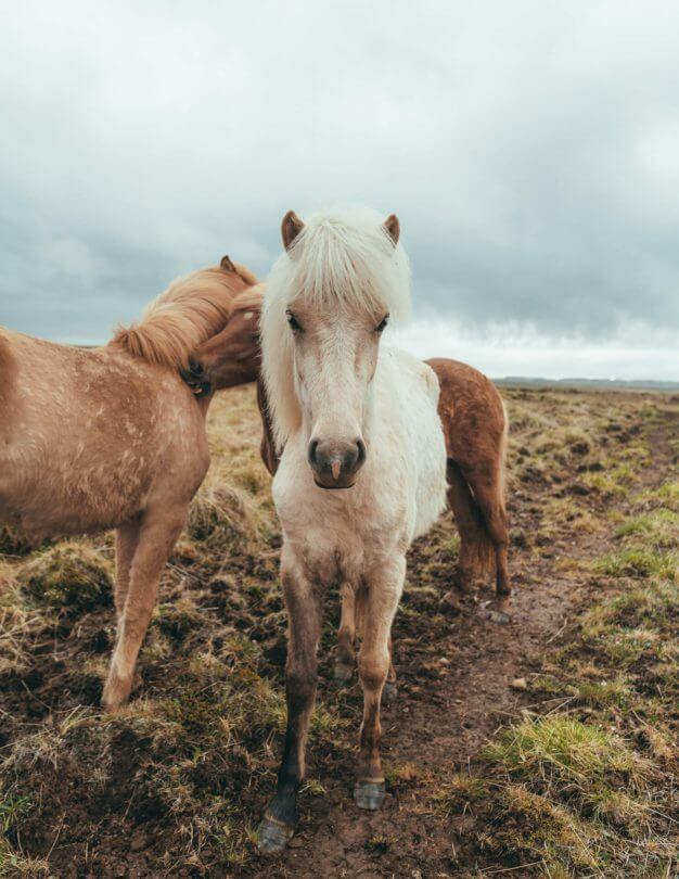 things to do iceland wild horses