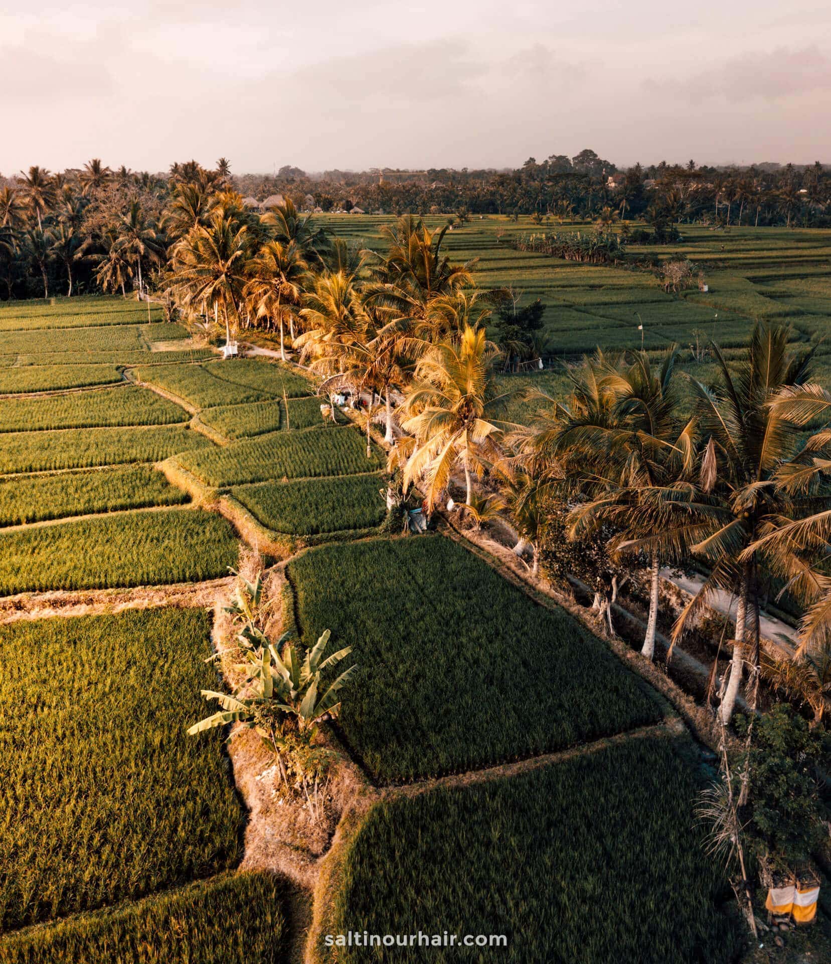 things to do ubud ricefields walk drone