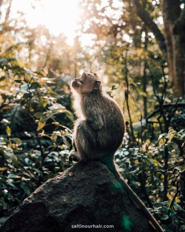 monkey forest ubud bali