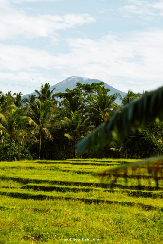 A green rice field with palm trees in the background and a mountain partially covered by clouds under a blue sky, capturing the tranquil charm of a homestay Bali experience.