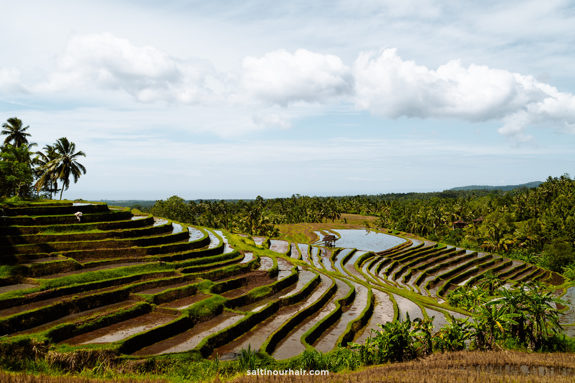 Terraced rice fields with water reflecting the sky, surrounded by palm trees and lush greenery under a partly cloudy sky, create a serene view near a cozy homestay Bali offers for nature lovers.