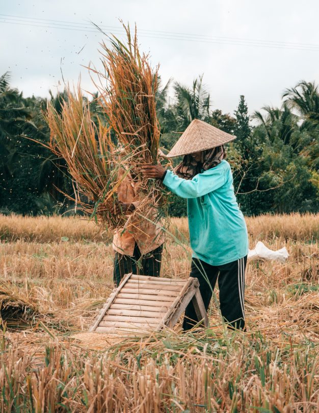 Bali verblijf bij de lokale rijstboerderij