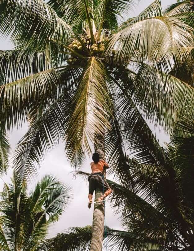 Bali verblijf bij de lokale bevolking boerderij palmboom