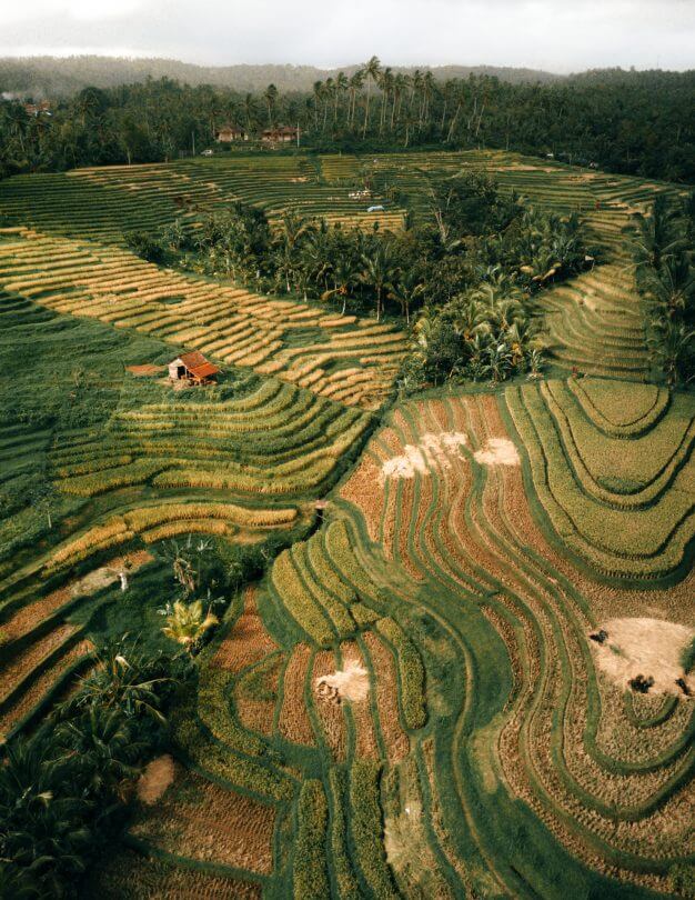 Bali verblijf bij het rijstveld van de lokale bevolking