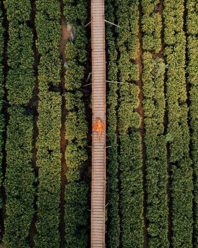 indonesia route java bali flores tea plantation