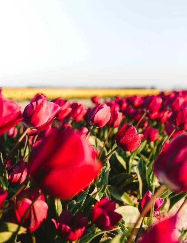 tulpenvelden nederland roze