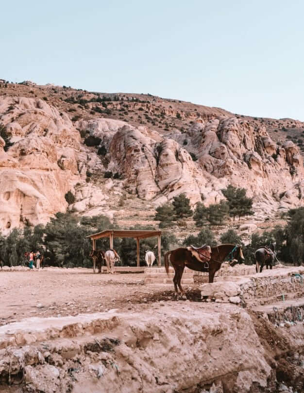 paarden petra jordanië