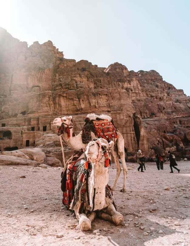 petra jordan kamelen