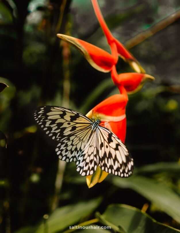 siquijor butterfly sanctuary