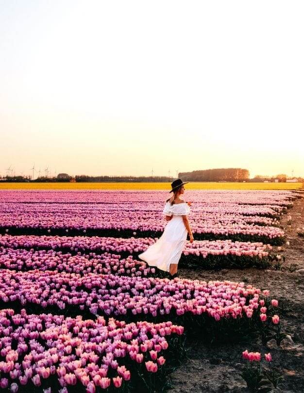 tulip fields holland free