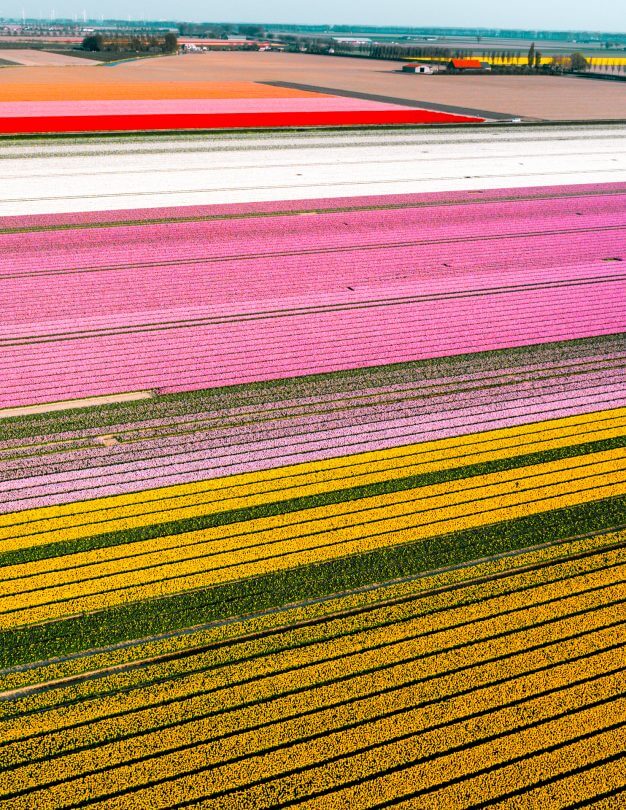 best tulip fields holland