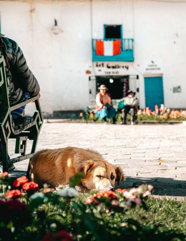 straathonden cusco