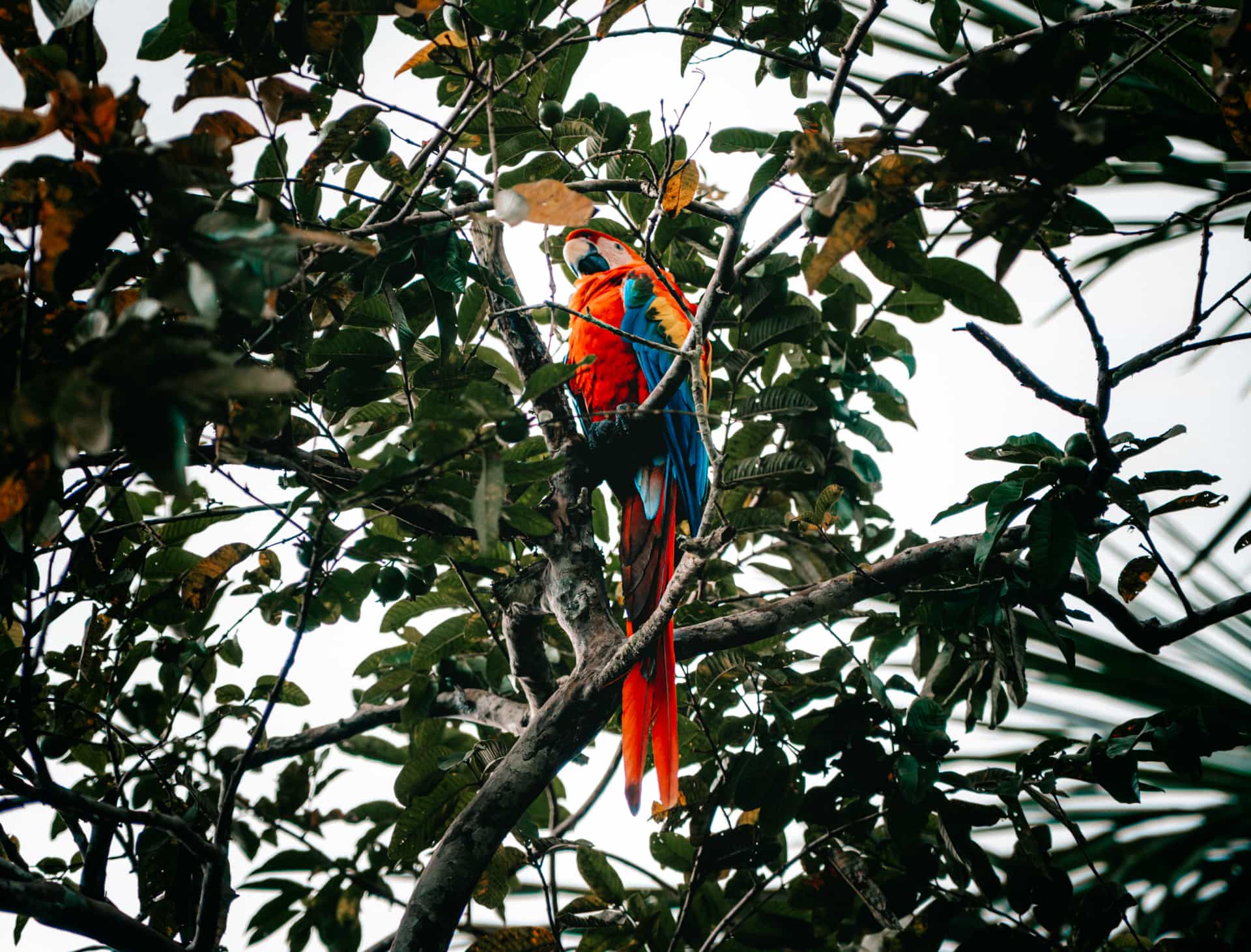 amazon parrot