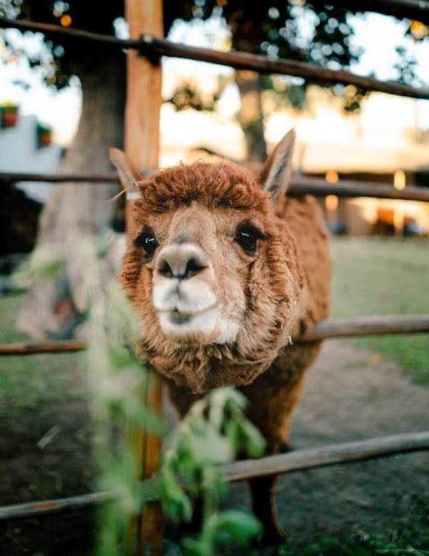 Peru reis Alpaca