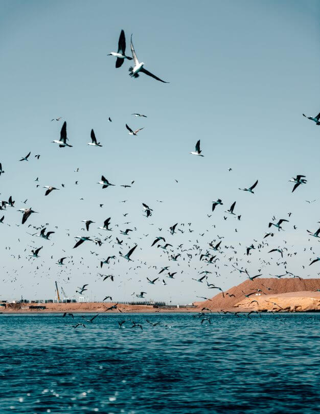  paracas birds