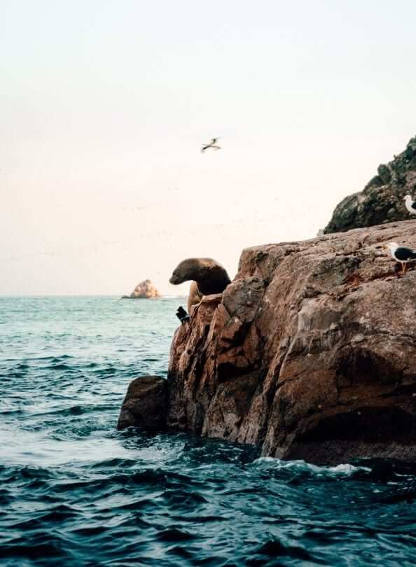 peru travel guide Ballestas Islands paracas