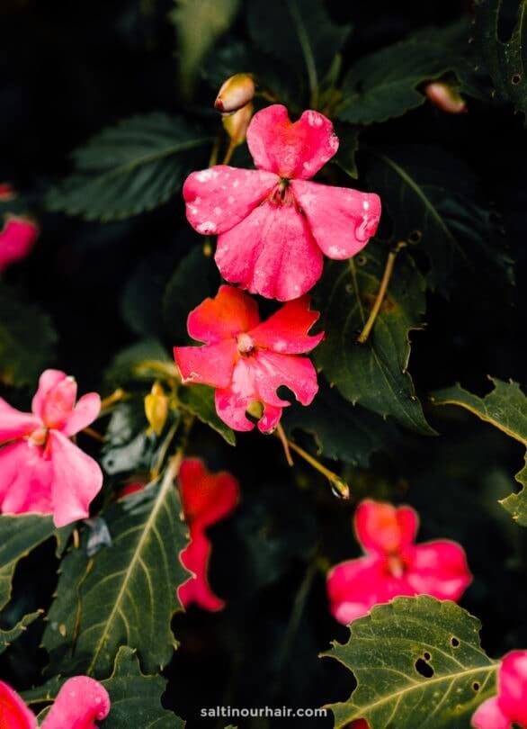 MaleisiÃ« bloemen