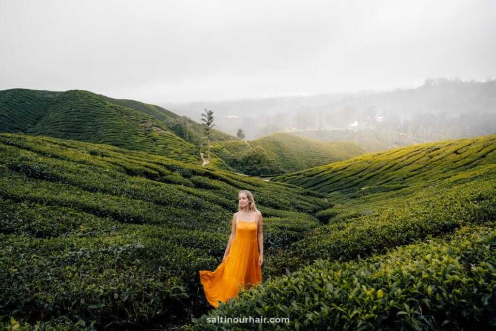 Cameron Highlands: Best Attractions & Things To Do (Malaysia)
