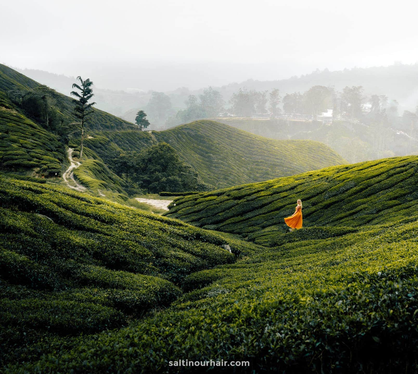 Cameron Highlands Tea Plantations & Trails Malaysia