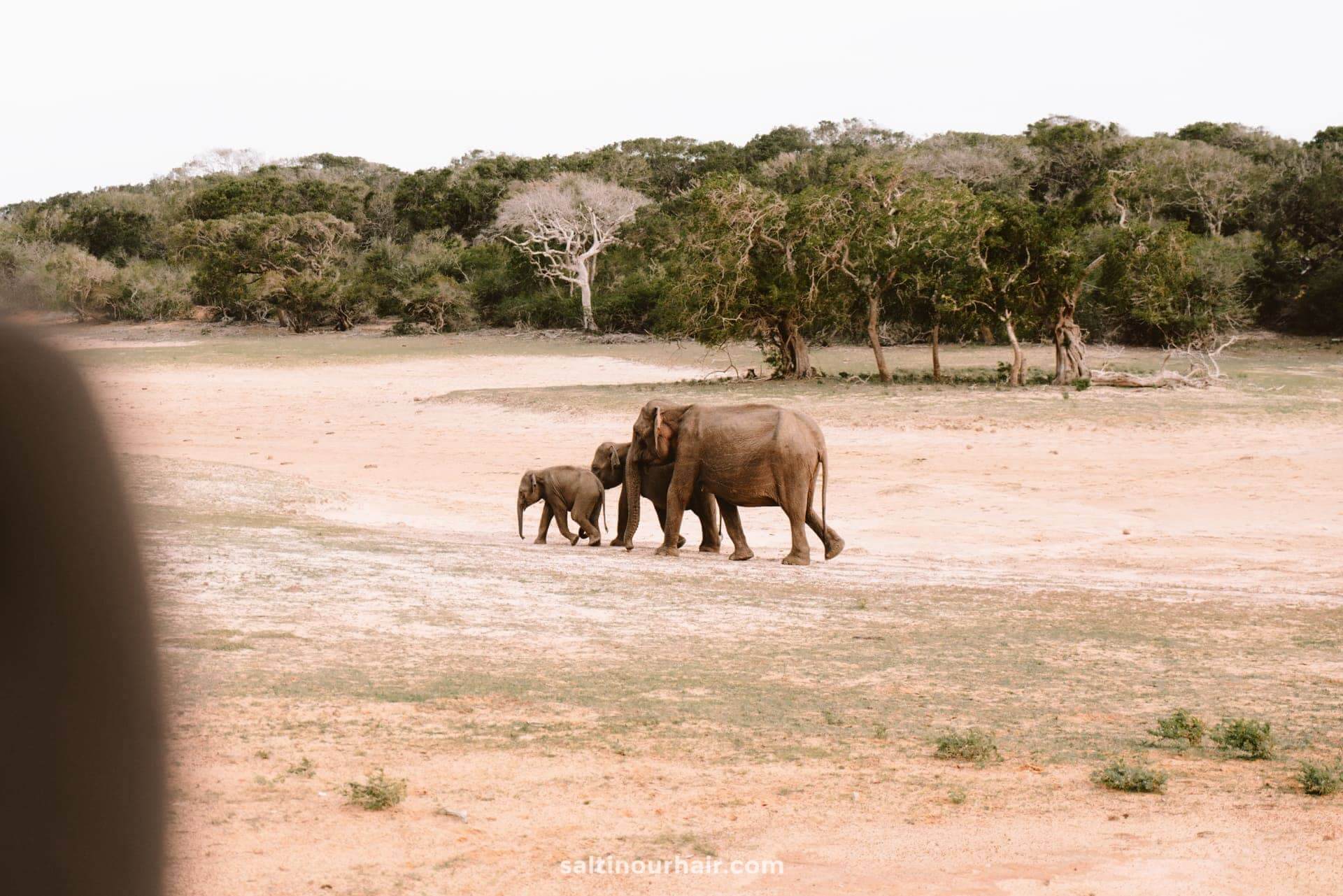 elephants yala national park sri lanka