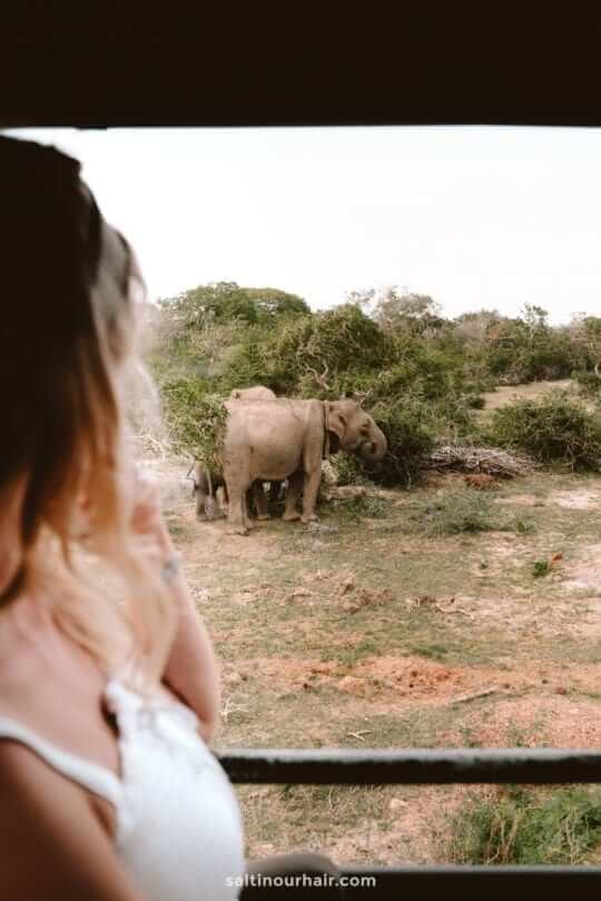 yala national park sri lanka elephants