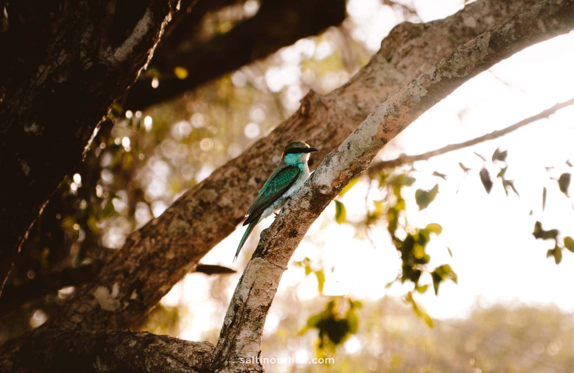 yala national park sri lanka birds