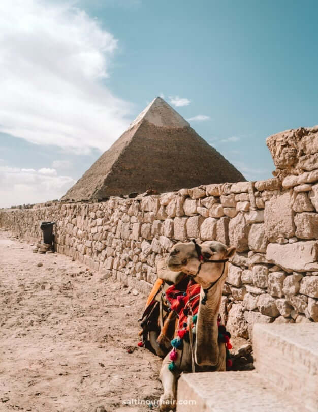 cairo pyramids giza camel