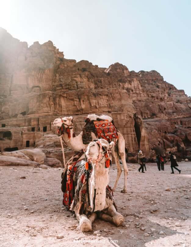 jordan camels