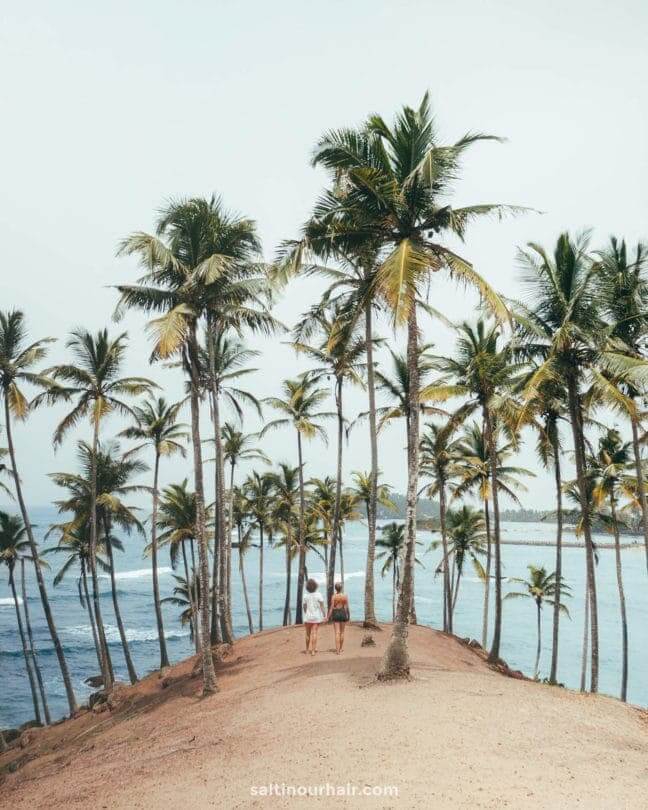 Things To Do mirissa Sri Lanka coconut tree spot