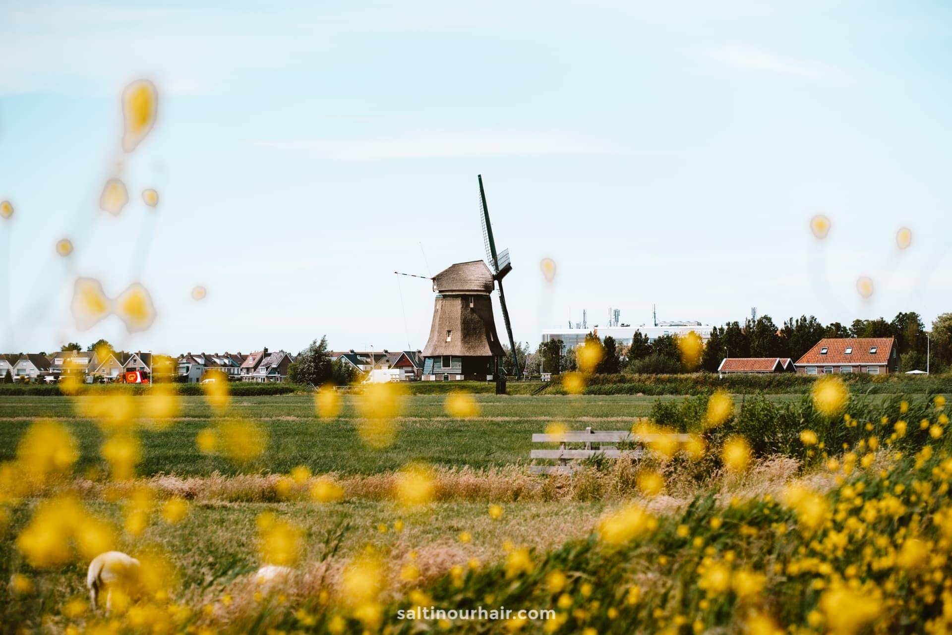 volendam marken netherlands windmills