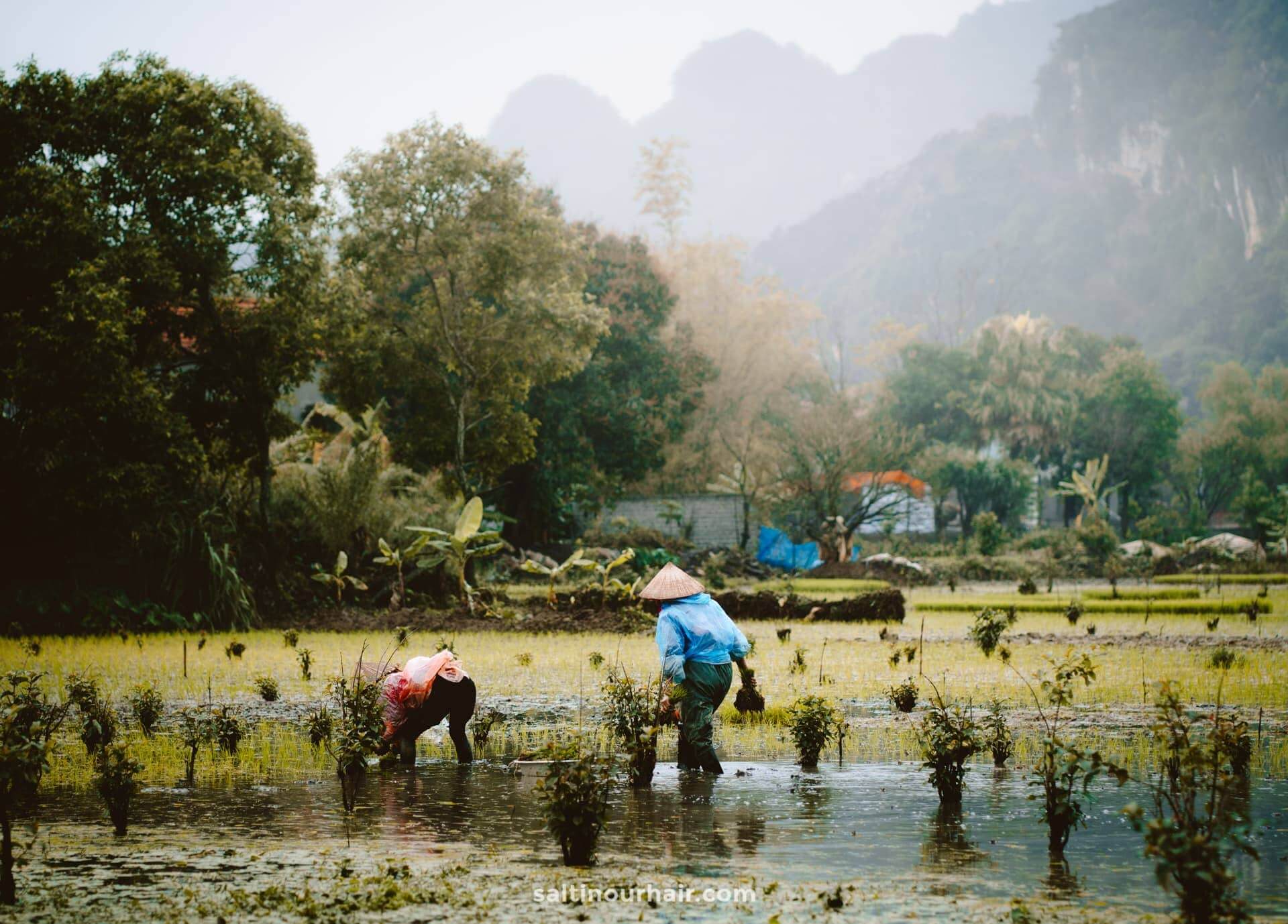 vietnam tam coc rice fields