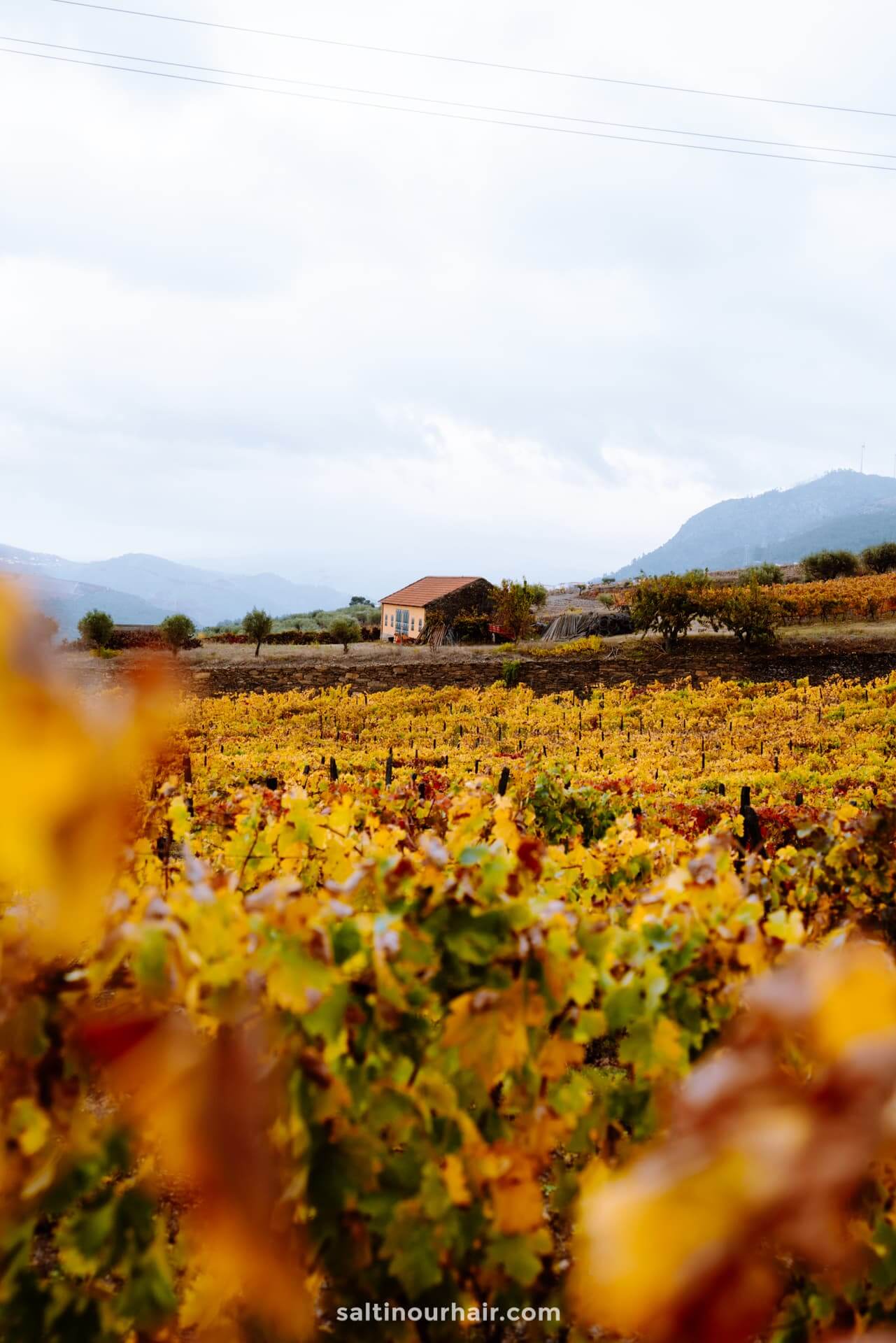 Vineyards and river scenery in the Douro Valley near Porto