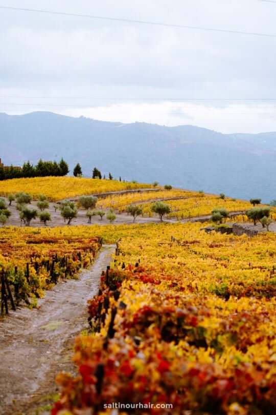wijngaarden portugal duoro vallei