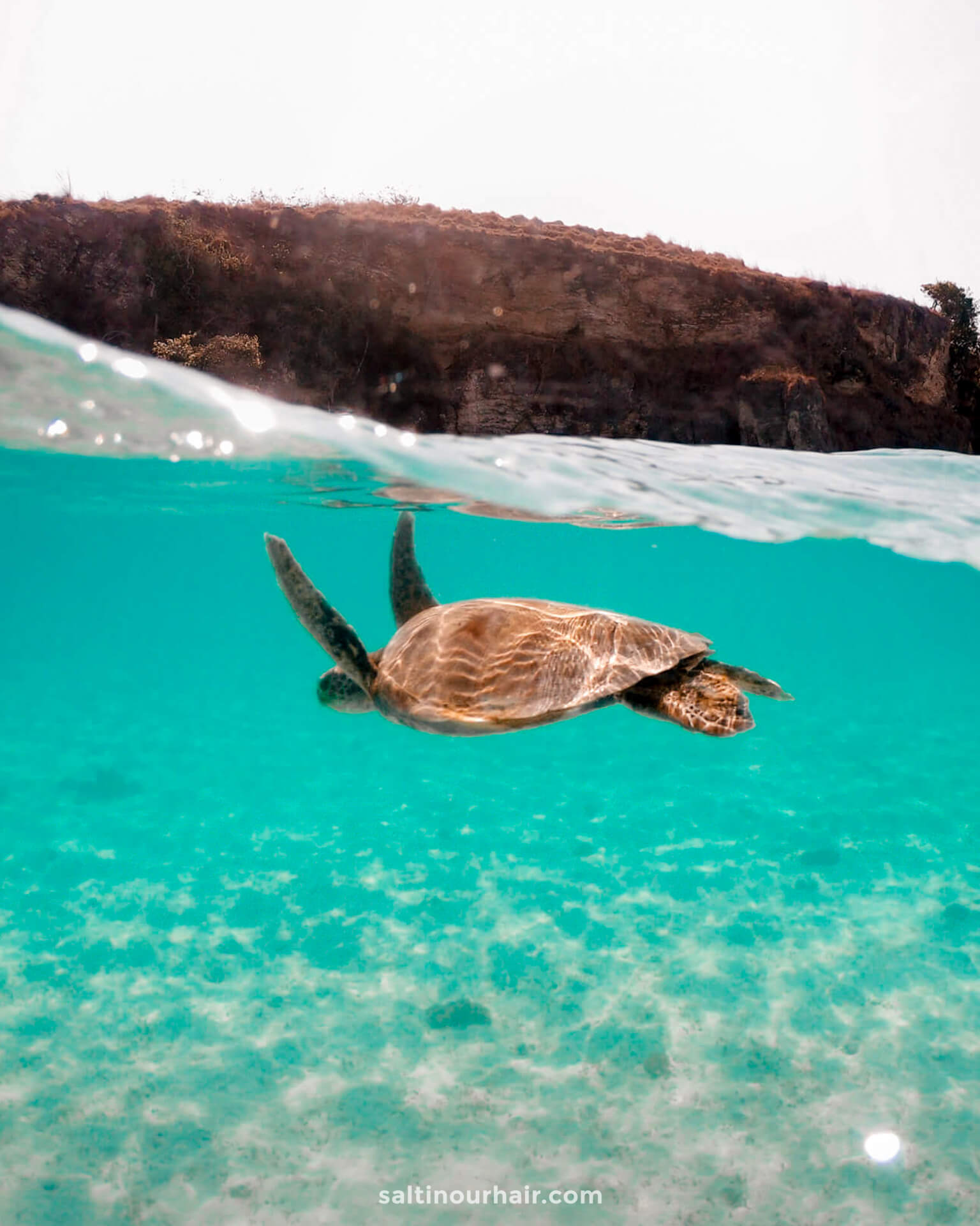 reef safe sunscreen turtle