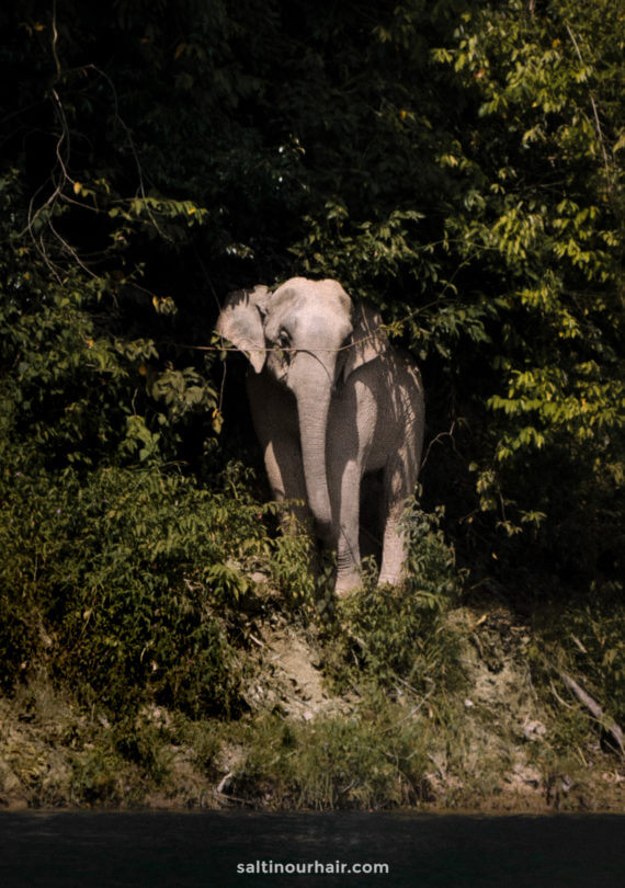 wild elephant thailand