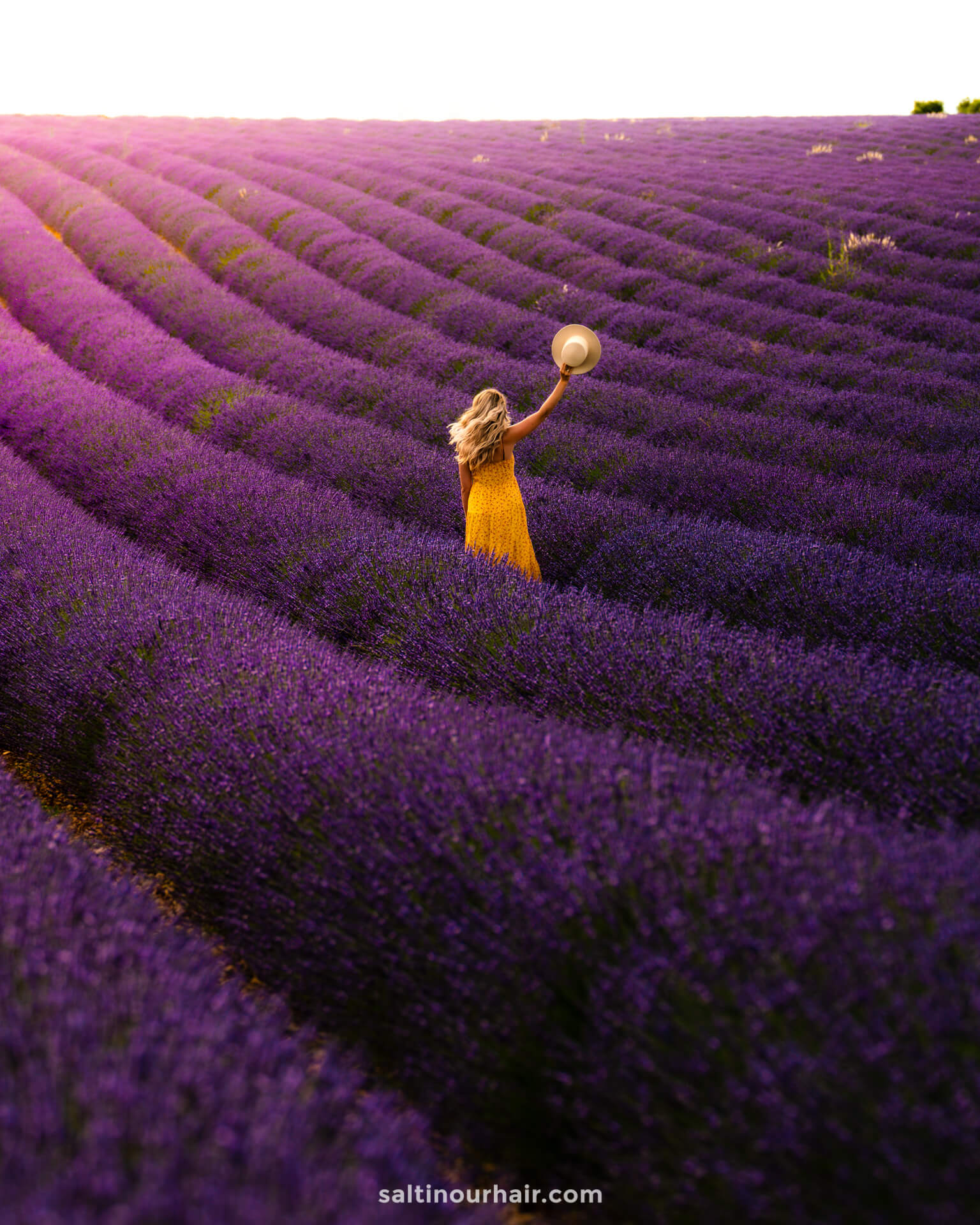 lavendel provence frankrijk
